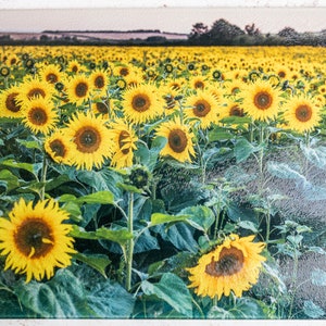 Sunflower / Sunset / Worktop Protector / Glass Chopping Board