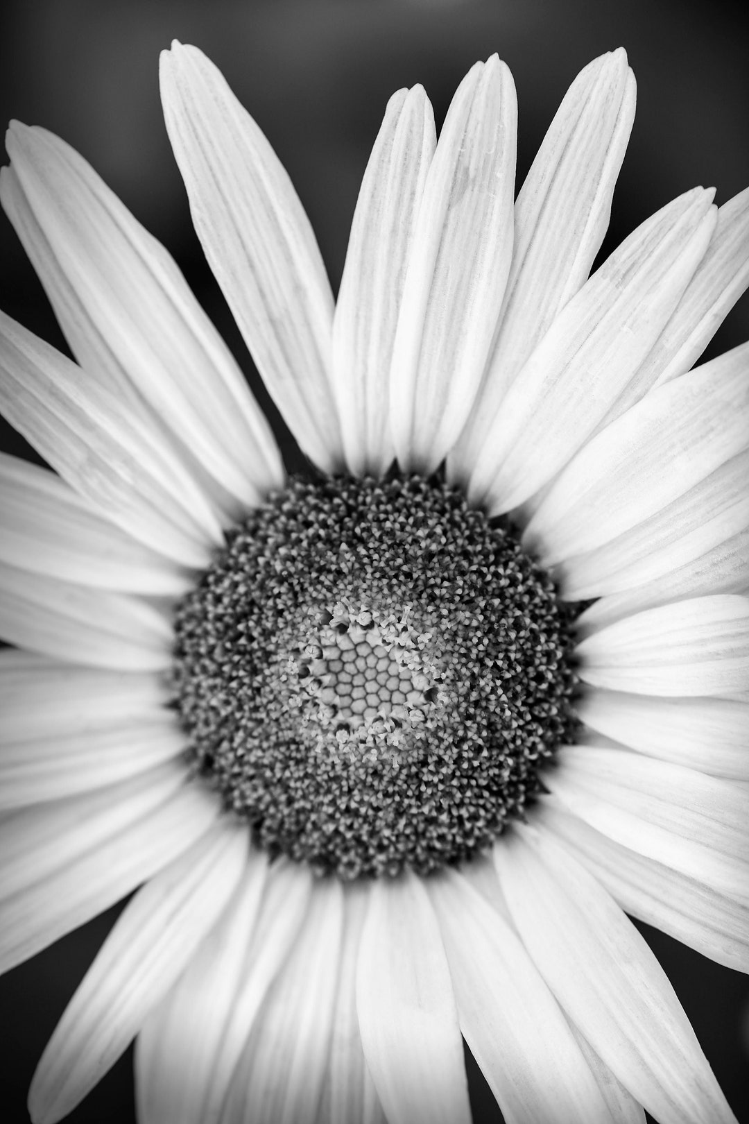 24x30 Inch Daisy Wall Art Large Black and White Giclee Photography
