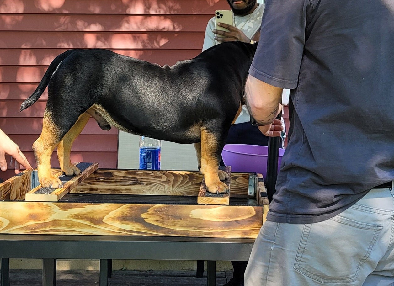 Dog Stack Boxes for Shows Etsy Australia