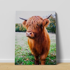 Highland Cow Wall Art Print | Canvas art print, Highland Cow Print, Highland Cattle Print, Highland Cow Canvas, Highland Cattle Canvas