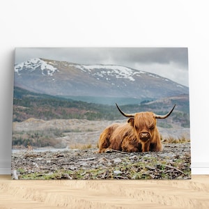 Highland Cow Canvas Print | Canvas wall art, Highland Cattle Art, Highland Cow Canvas, Highland Cow Art Print, Highland Cow Wall Art Print