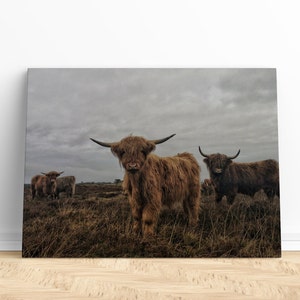 Highland Cow Canvas Art Print | Highland Cow Prints, Highland Cattle Canvas, Highland Cattle Print, Highland Cow Art Print, Highland Cow Art