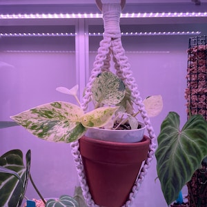 May include: A white macrame plant hanger with a wooden ring at the top, holding a terracotta pot with a variegated plant with green and white leaves.