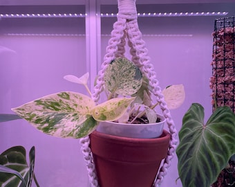 Mini borla gratis Colgador de macramé para invernadero de Ikea, decoración para armario de plantas, organización para Milsbo Rudsta Fabrikor, regalo minimalista para padres de plantas