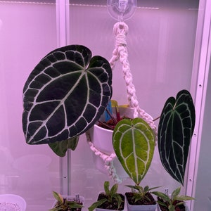 Tassel Free Ikea Greenhouse Minimalistic Macrame Plant Hanger, IKEA Milsbo Rudsta Baggebo Fabrikor, Birthday Present for Plant Parent