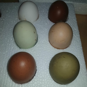 May include: Six eggs of varying colors, including white, brown, and green, are arranged on a white surface. The eggs have smooth shells and different shades, showcasing the diversity of egg types.