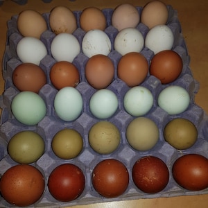 Peut inclure: Une boîte à œufs pleine contenant des œufs de différentes couleurs, notamment blancs, bruns, verts et beiges. Les œufs sont disposés dans un carton violet. Les couleurs et les tailles des œufs varient.