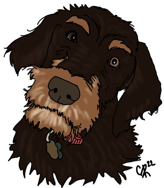 Doberman poodle sale