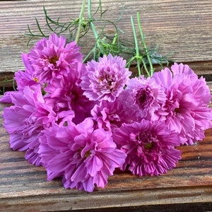 Cosmo double click rose bonbon seeds