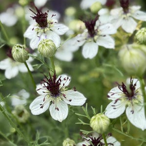 Graines « African Bride » de Love in a Mist | Jardin de cottage en fleurs