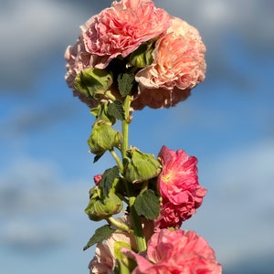 Hollyhock Peaches and Dreams seeds