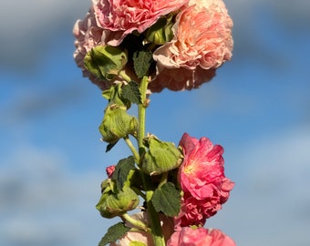Hollyhock Peaches and Dreams seeds