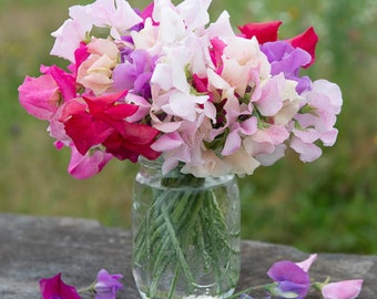 Sweet Pea Mix