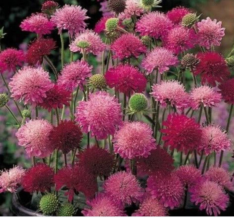 Pink Pincushion Flower Seeds FREE SHIPPING Etsy