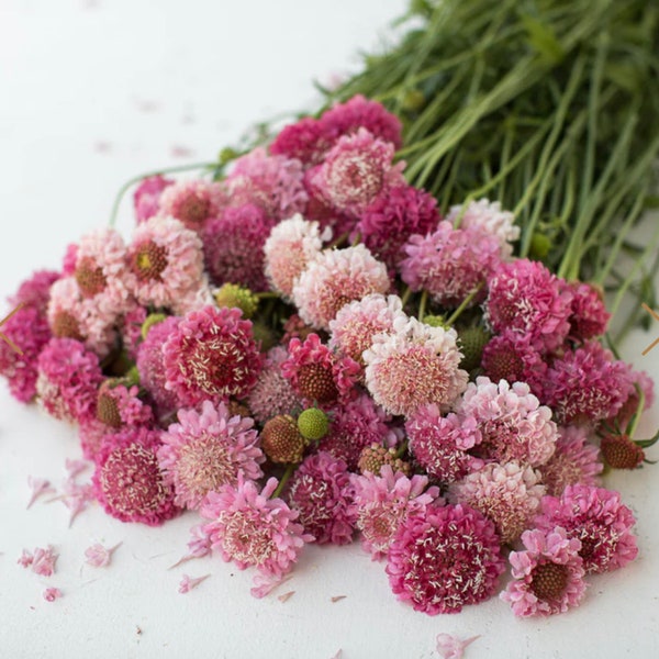 Cut Flower Seeds Etsy