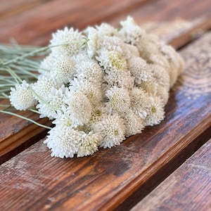 Pincushion Snowmaiden seeds