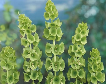 Bells of Ireland seeds