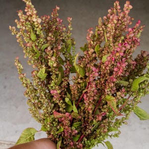 May include: A close-up of a bouquet of fresh sorrel. The sorrel has small, round, pink and green seed pods and green leaves. The stems are a reddish-brown color. The bouquet is held in a hand.