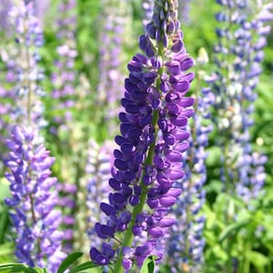 Perennial Lupine