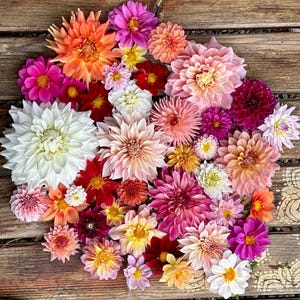 Dahlia Seed Mix