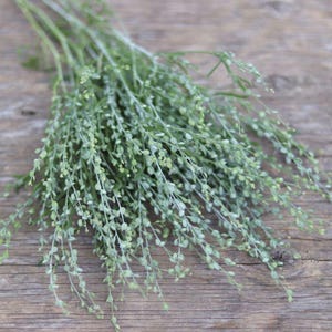 Cress Wrinkled Crinkled (Lepidium sativum)