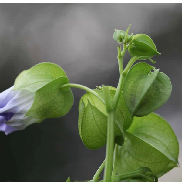 Apple of Peru flower seeds