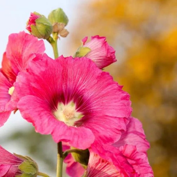 Hot pink Hollyhock seeds*FREE SHIPPING