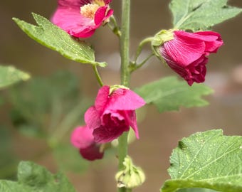 Hot pink Hollyhock seeds