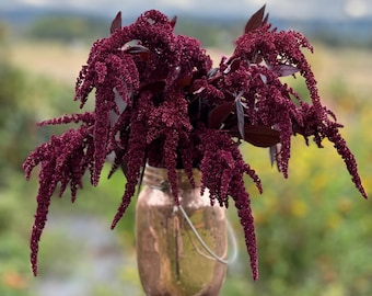 Hopi Red Dye Amaranth Seeds – Ornamental, Edible, Cut Flowers