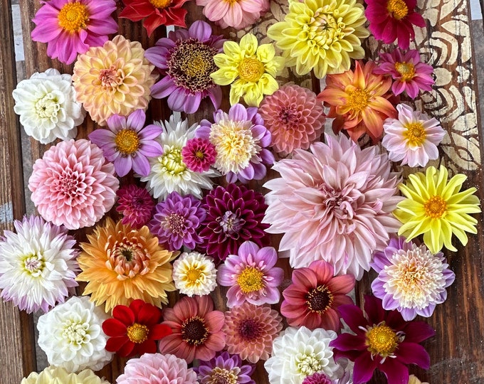 Graines De Dahlia Mélange - 50 Graines, Provenance Europe, Pour Jardin Ou Balcon Fleuri