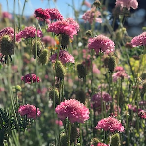 Pink Pincushion seeds
