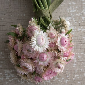 Strawflower ‘Silvery Rose’ seeds