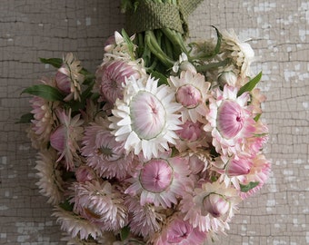 Strawflower ‘Silvery Rose’ seeds