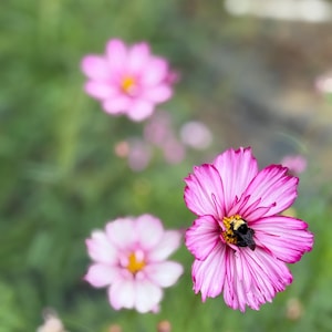 May include: Close-up of vibrant pink cosmos flowers with yellow centers and a dark-colored bee. The petals have a darker pink edge. The background is a soft green, creating a natural, floral theme.
