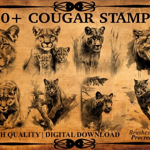 60+ Cougar Procreate Brush Stamps