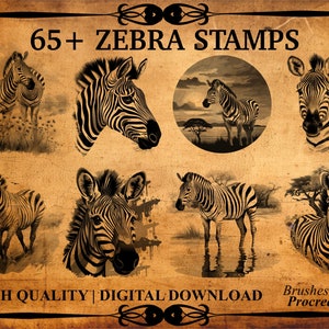 65+ Zebra Procreate Brush Stamps