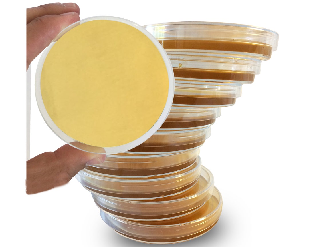 Piastre PDA (potato Dextrose) Agar Petri Pre-versate In Piastre Da - Foto 2