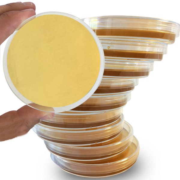 Sabouraud Dextrose Agar Plates - 10 Pack - Evviva Sciences - Excellent for Cultivating Yeasts, Molds, & Other Fungus