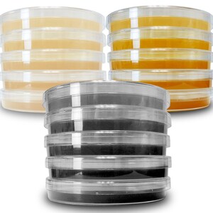 May include: A stack of six clear plastic petri dishes filled with a light yellow agar, a stack of six clear plastic petri dishes filled with a dark yellow agar, and a stack of six clear plastic petri dishes filled with a black agar.