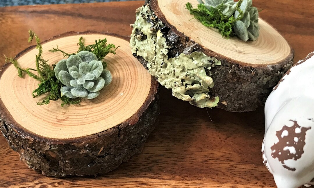 Live Edge Tree Rings Live Edge Tree Slices W/moss Lichen & Faux Succulent Decor - Etsy