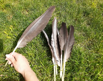 Canada Goose Feather - Etsy