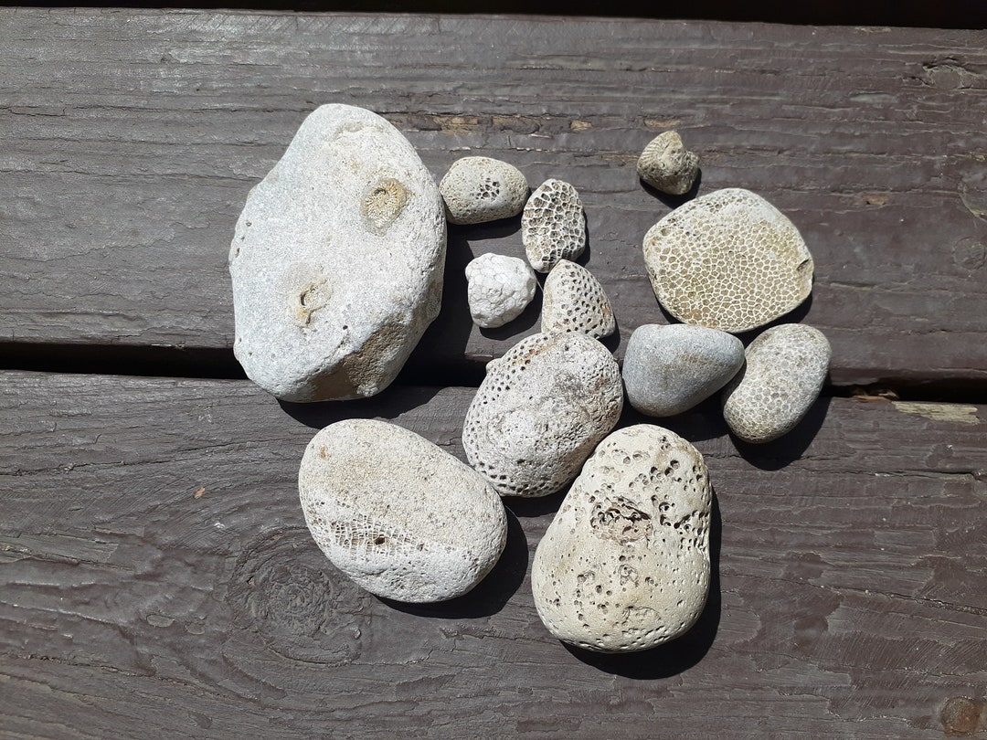 White Fossil Rocks Michigan UP Lake Superior Raw Natural Rocks and Stones  for Crafting Decorating and Display 