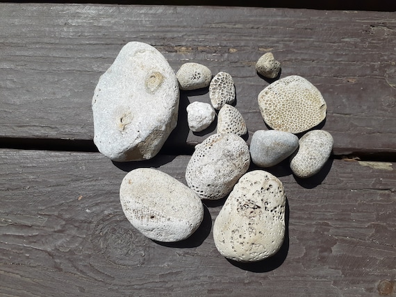 White Fossil Rocks Michigan UP Lake Superior Raw Natural Rocks and