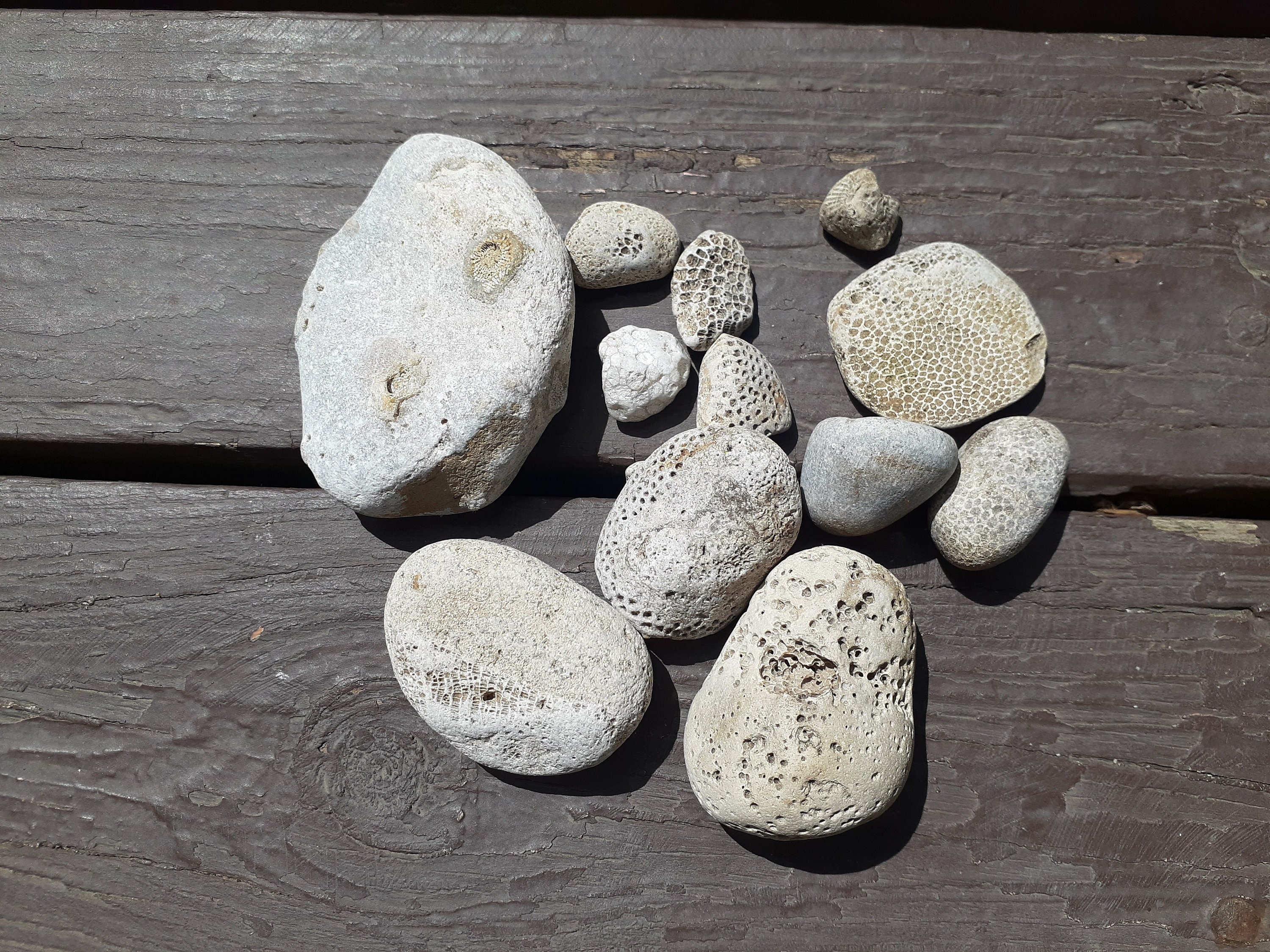 White Fossil Rocks Michigan UP Lake Superior Raw Natural Etsy
