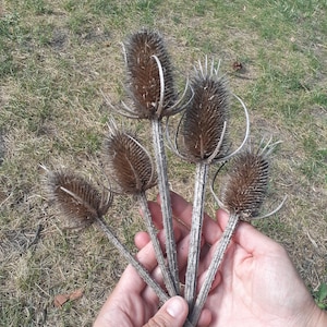 Thistles, Dry Flower, Wild teasels, diy, Natural Flowers, Farmhouse Decor, Holiday Decor, gift, Rustic Decor, Modern Decor, Natural Decor