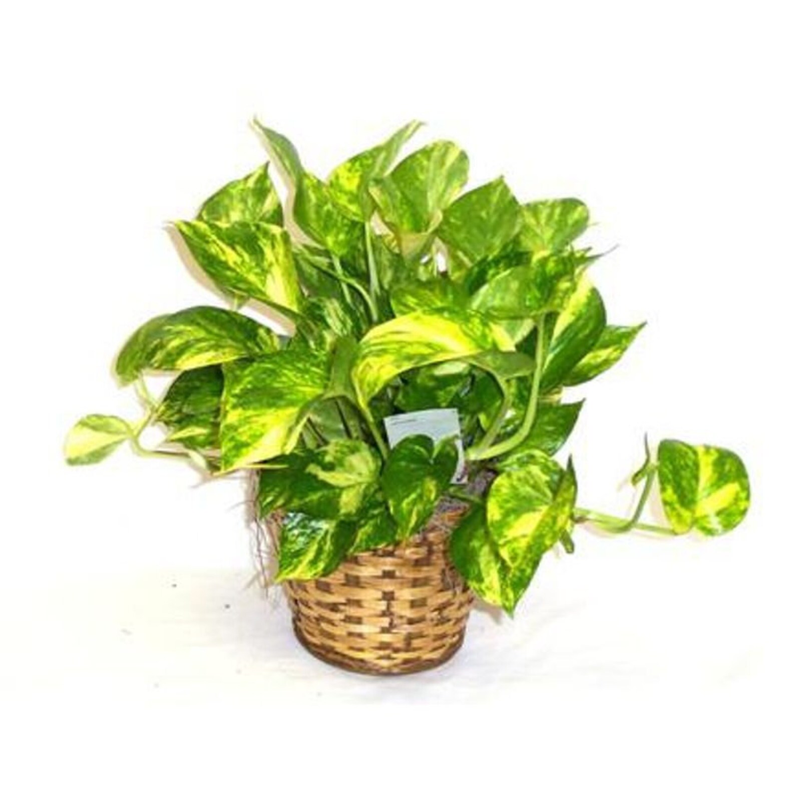 Ivy Pathos House Plant Etsy