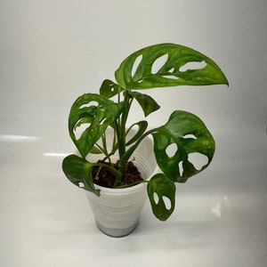 Monstera Adansonii 4” (Swiss Cheese Vine, Mini Monstera Plant)