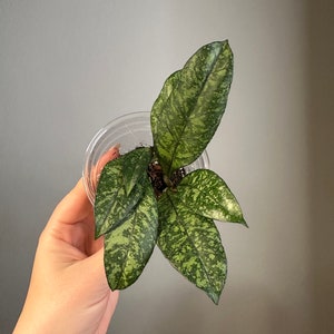 Hoya crassipeolata splash/2 cuttings in a pot