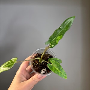 Alocasia lauterbachiana aurea variegated