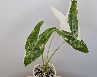 Alocasia Cuprea Pink Mint Variegated, Well Var 4